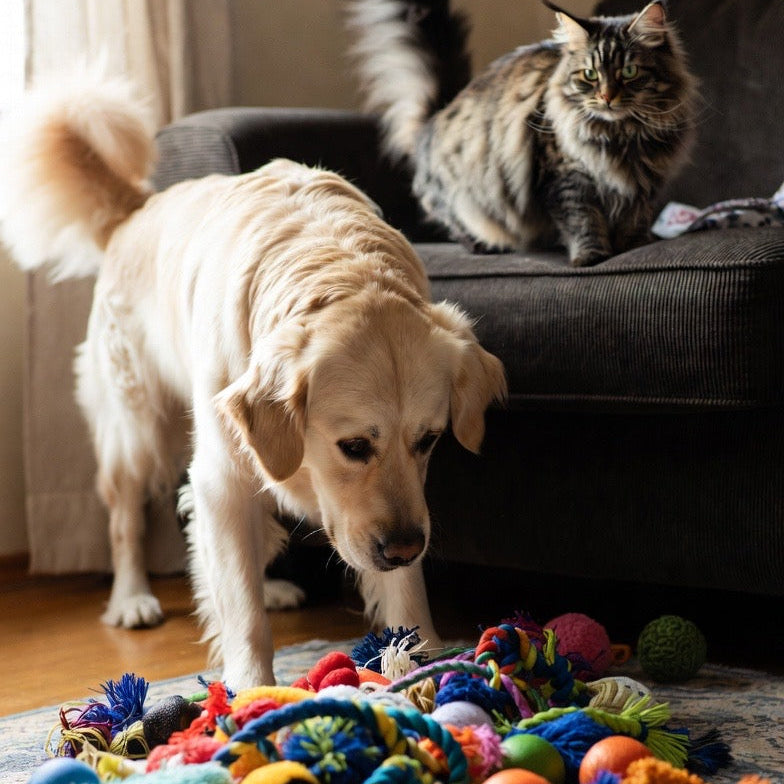 Toys for Your Furry Friends